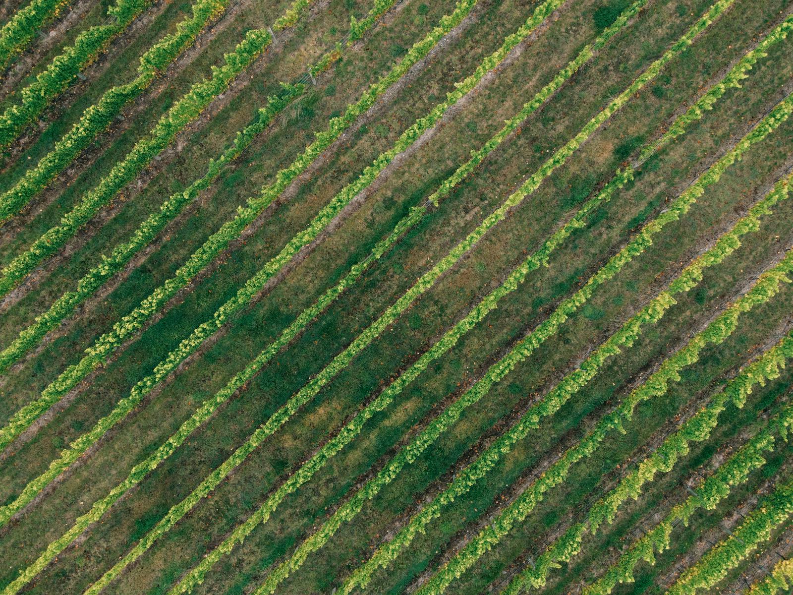 An aerial view of the vancroft estate at golden hour, showing the cellar, kitchen, terrace and eighteen hectares of vines stretching toward the Andes.